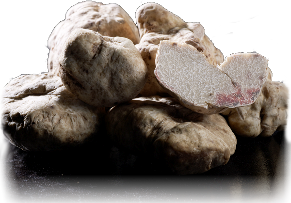 Périgord : la truffe noire bientôt labellisée ?